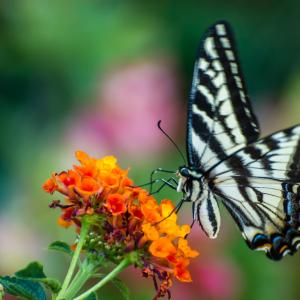 Butterfly Butterfly